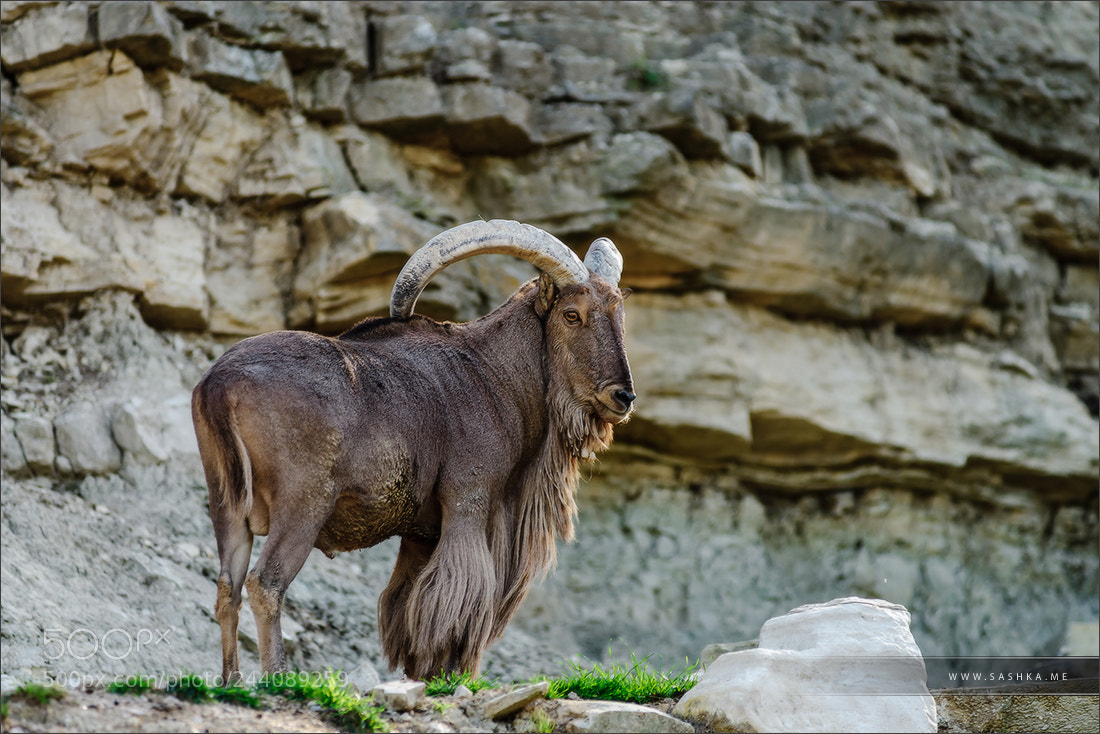 Sony Alpha a99 sample photo. Wild mountains goat on photography