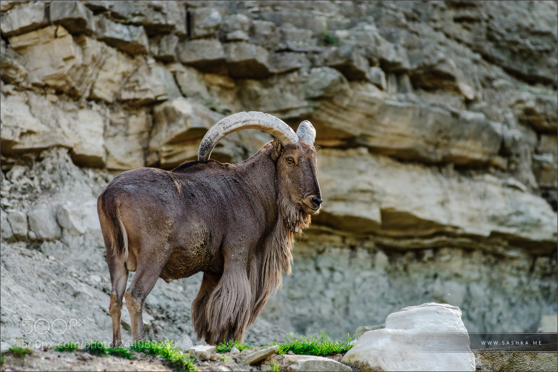 Sony a99 II sample photo. Wild mountains goat on photography