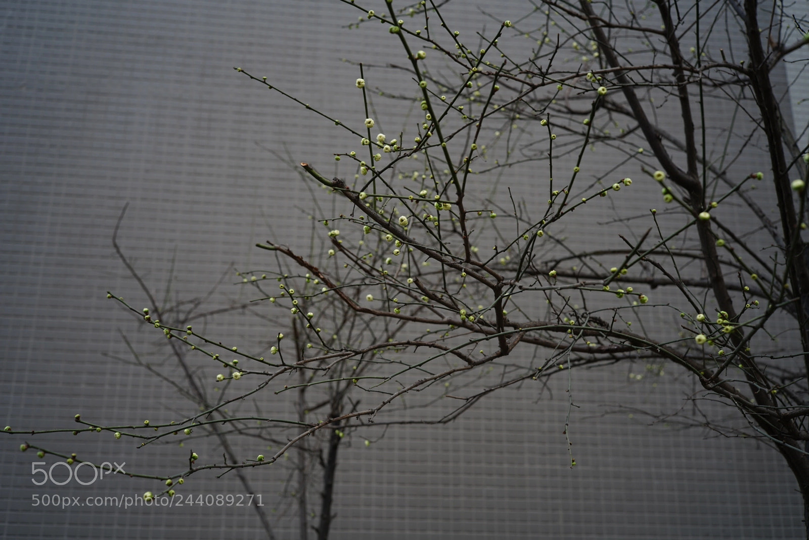 Sony a7R III sample photo. Untitled photography