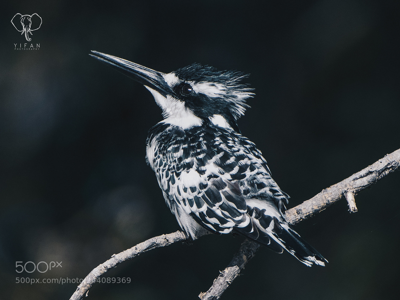 Nikon D5500 sample photo. Pied kingfisher photography
