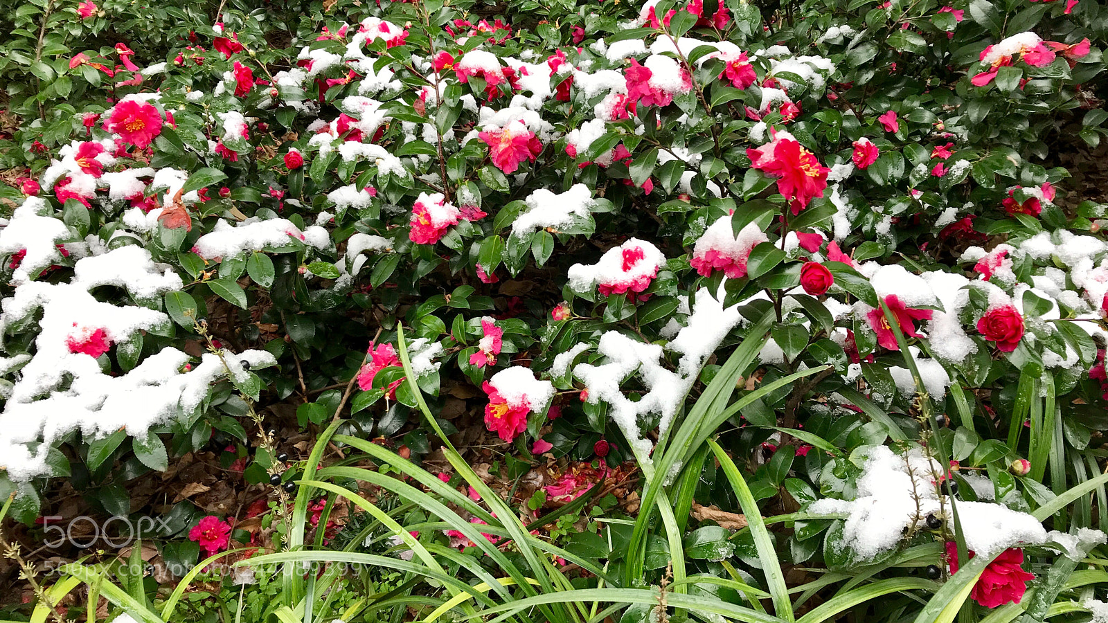 Apple iPhone 7 sample photo. Camellias in snow 雪中山茶花 photography