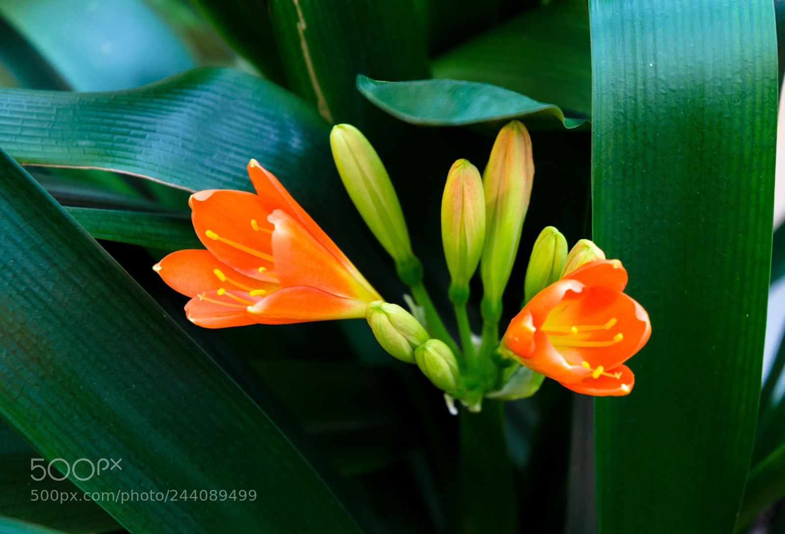Nikon D5100 sample photo. 305 photography