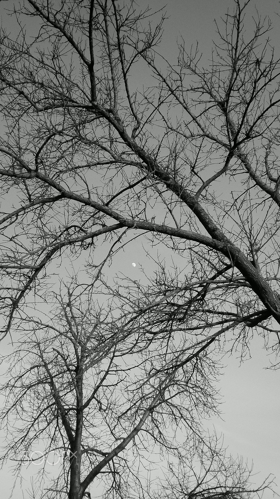BlackBerry Z10 sample photo. La luna photography
