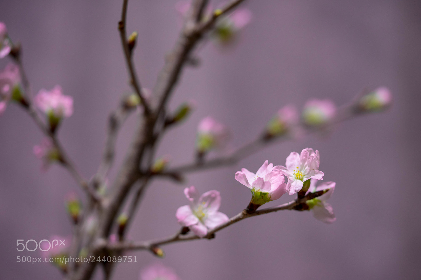Sony a7 II sample photo. 啓翁桜 photography