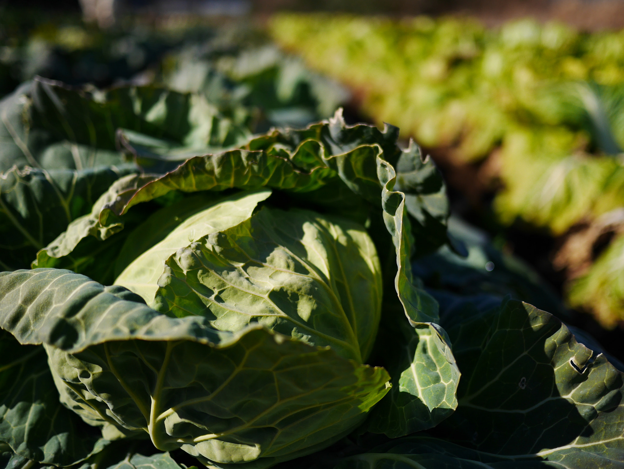 Panasonic DMC-GM1S sample photo. Cabbage in winter farm photography