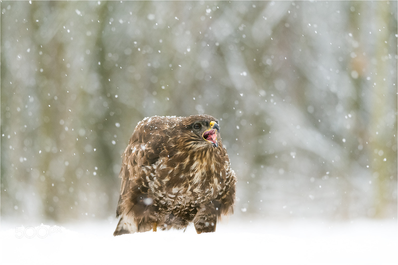 Nikon D850 sample photo. Common buzzard / mäusebussard2 photography