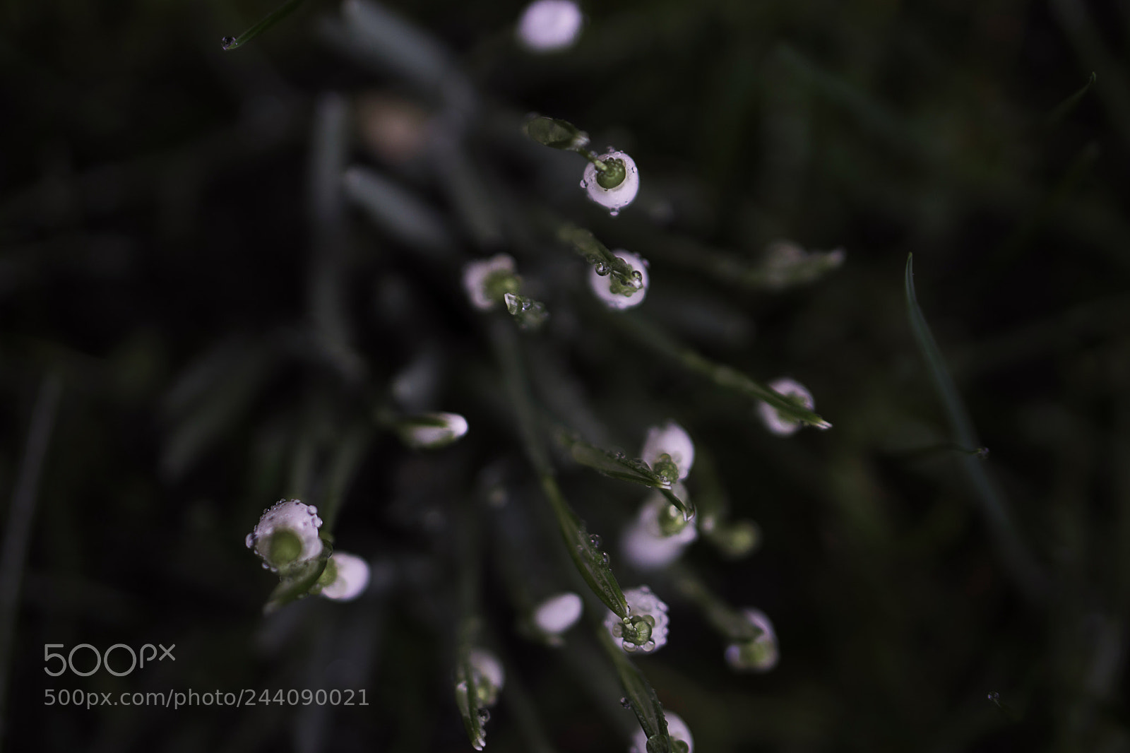 Sony a6300 sample photo. Snowdrops photography