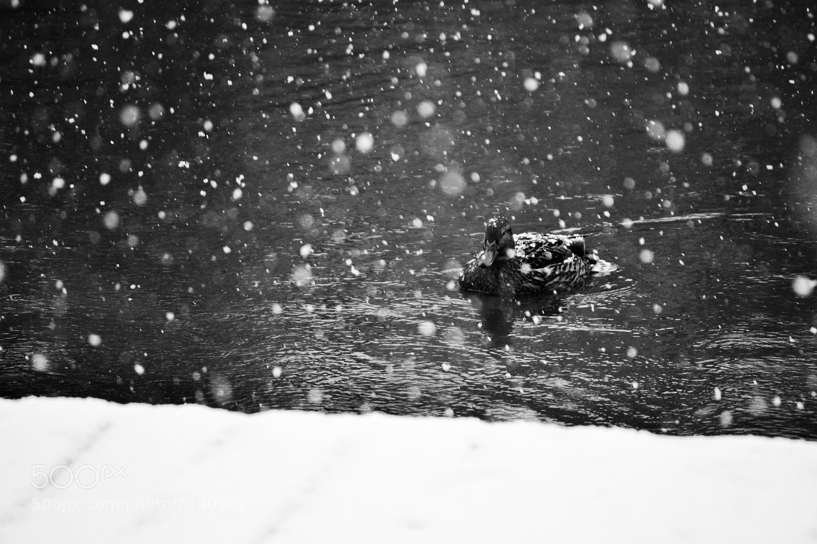 Nikon D3100 sample photo. Snow fall photography