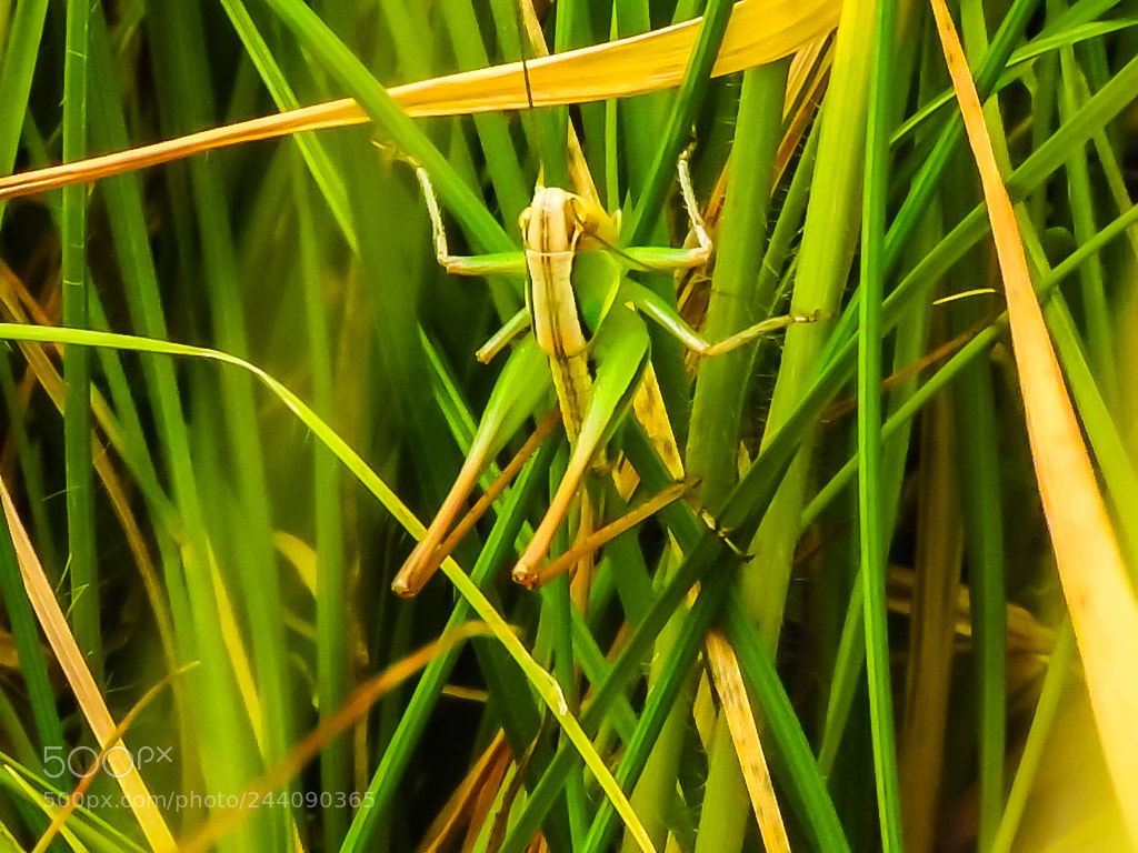 Nikon Coolpix P610 sample photo. Grasshopper#e photography