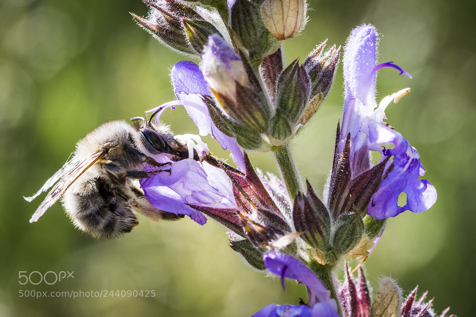 Nikon D500 sample photo. Bee and lavender photography