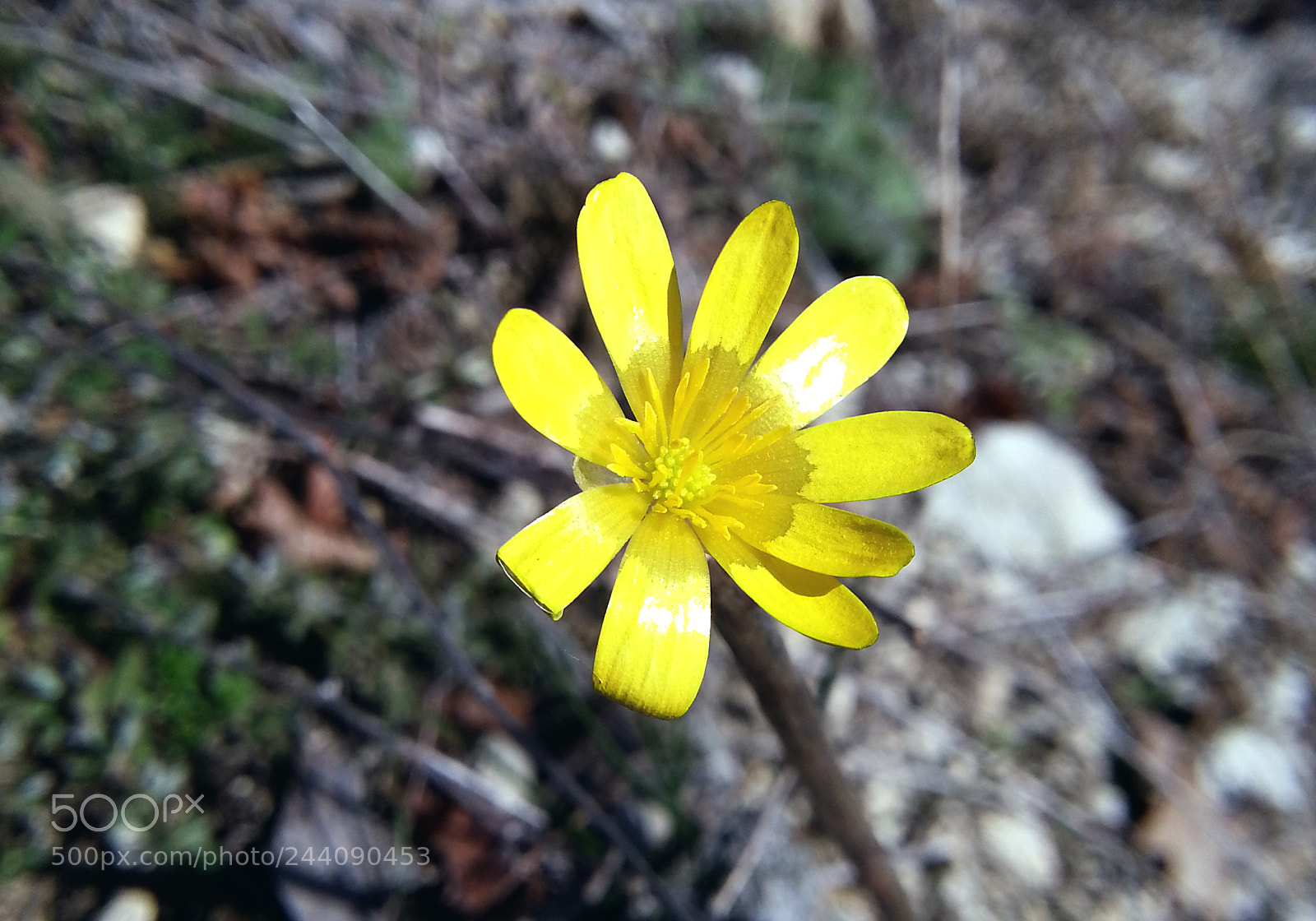 Samsung Galaxy Note2 sample photo. Flower photography
