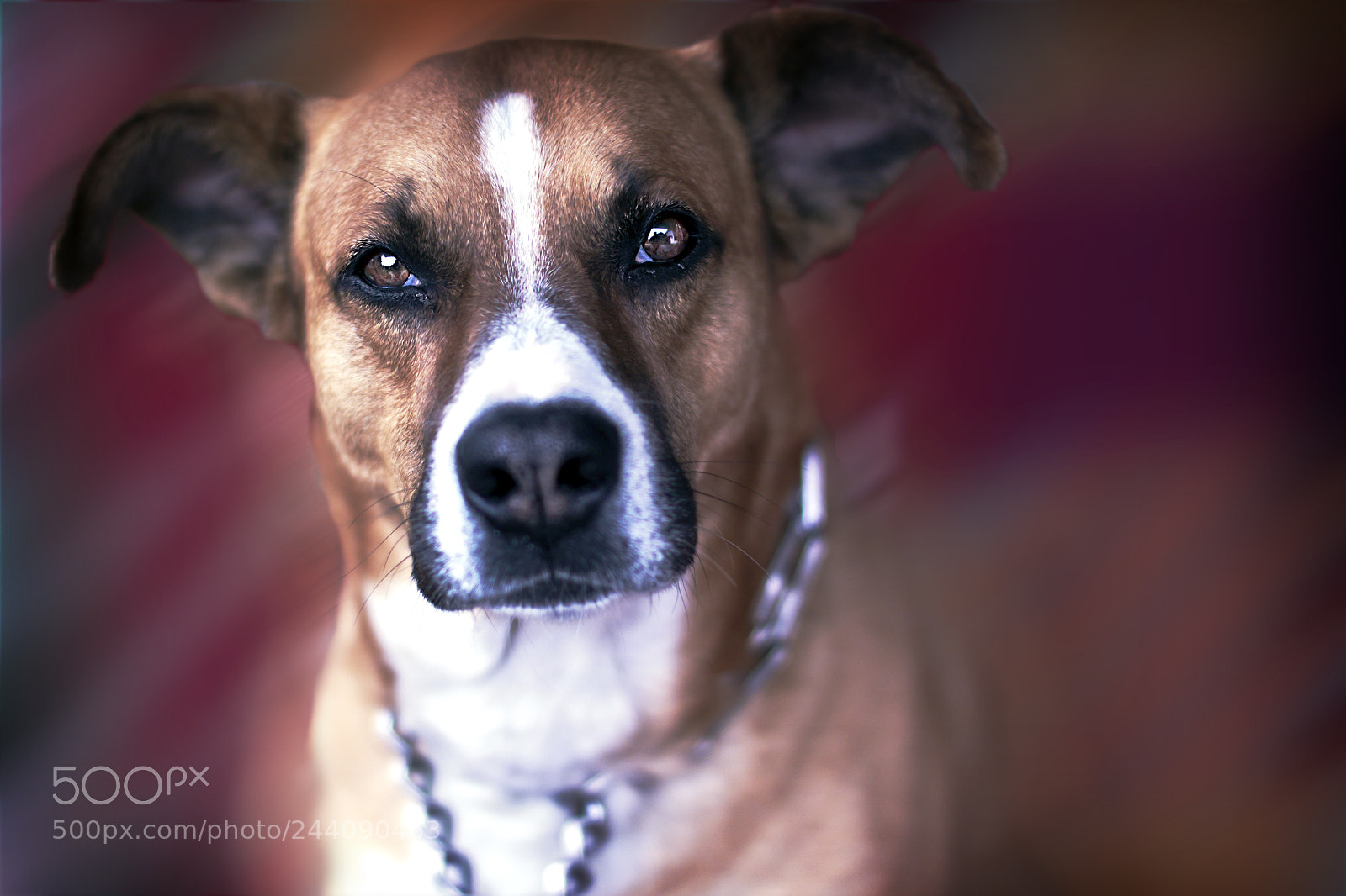 Canon EOS 50D sample photo. Untitled photography