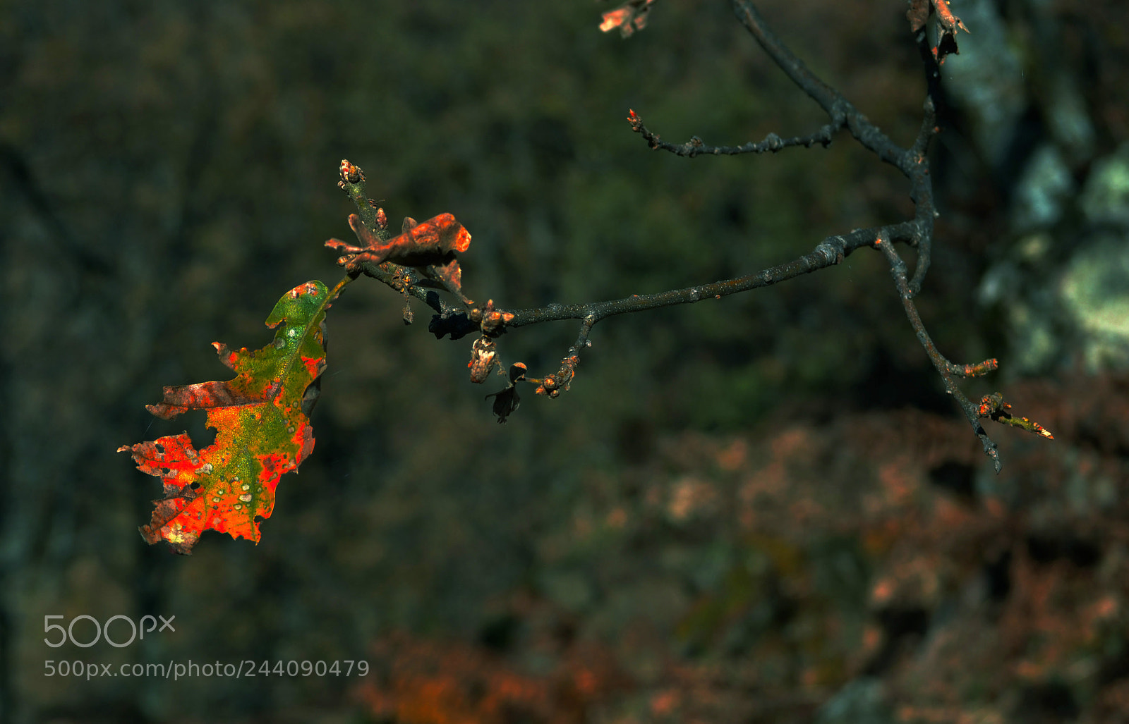 Nikon D3100 sample photo. Otoño photography