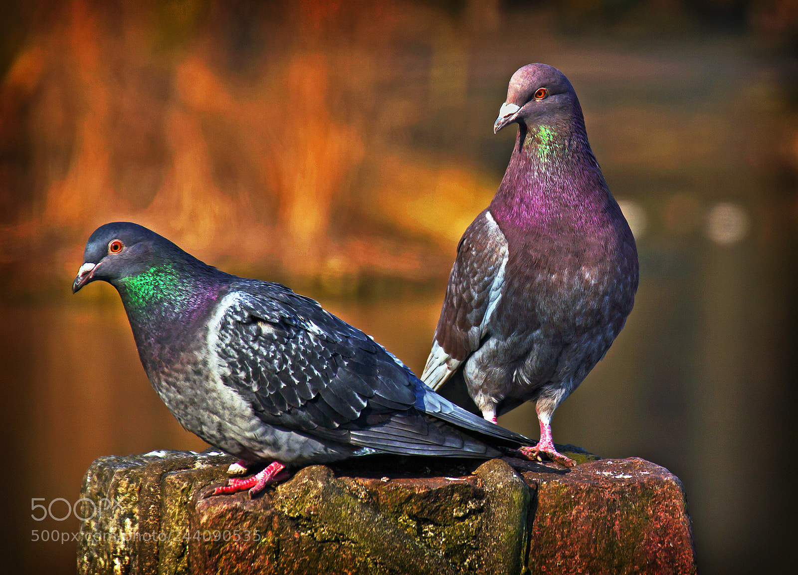 Canon EOS 50D sample photo. Untitled photography