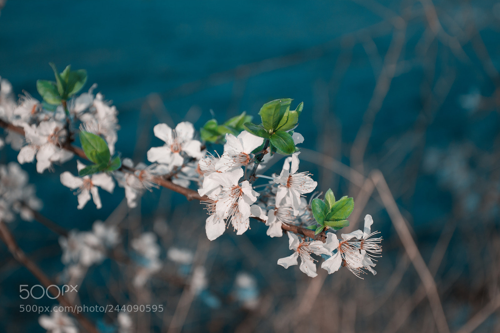 Nikon D7200 sample photo. Blossom in spring photography
