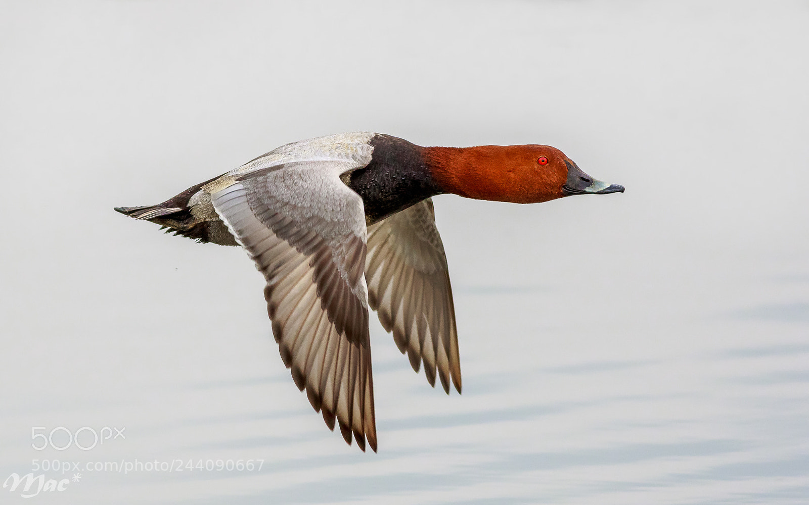 Canon EOS 7D Mark II sample photo. Common pochard-tafeleend photography