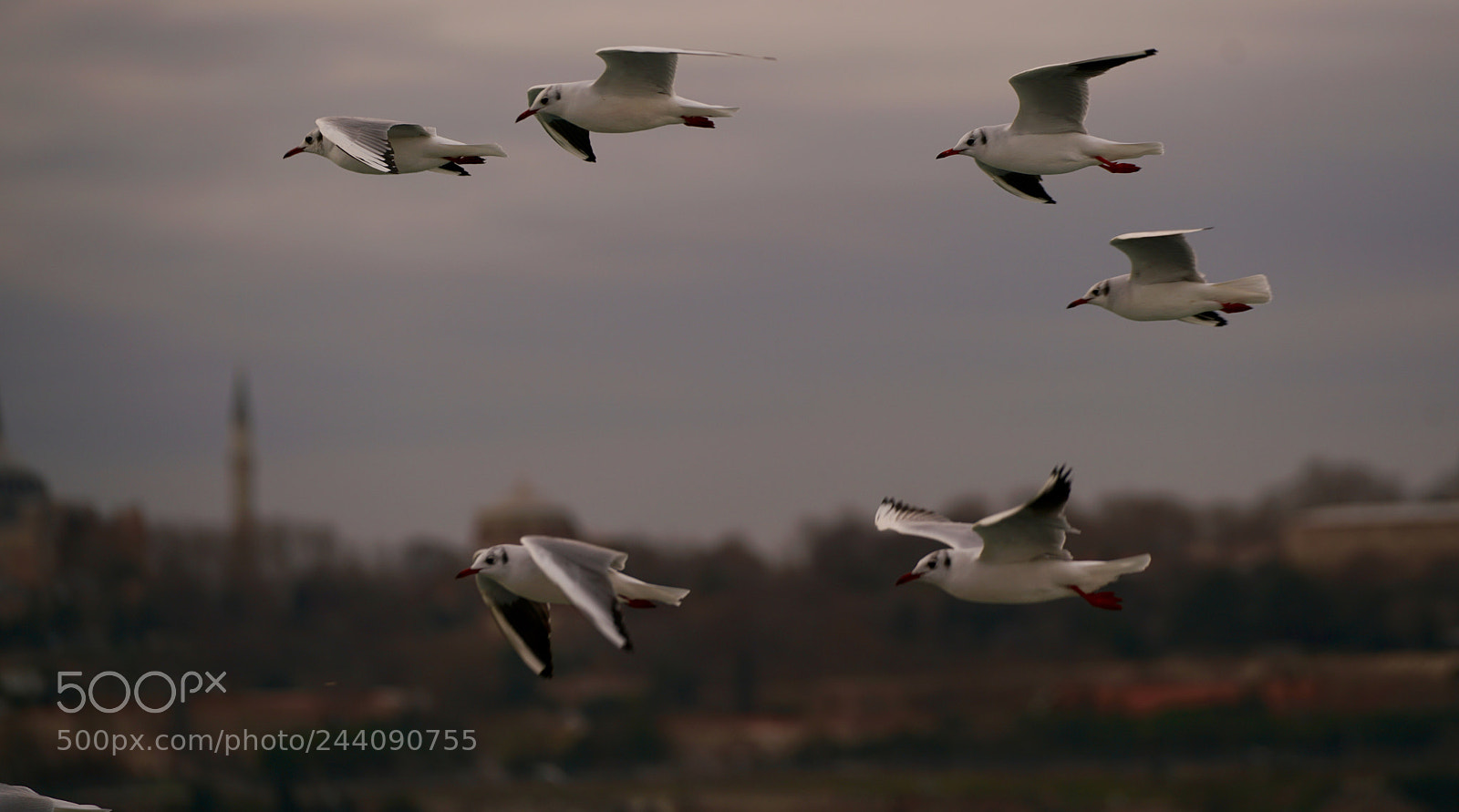 Sony a7R II sample photo. Bird and fly photography