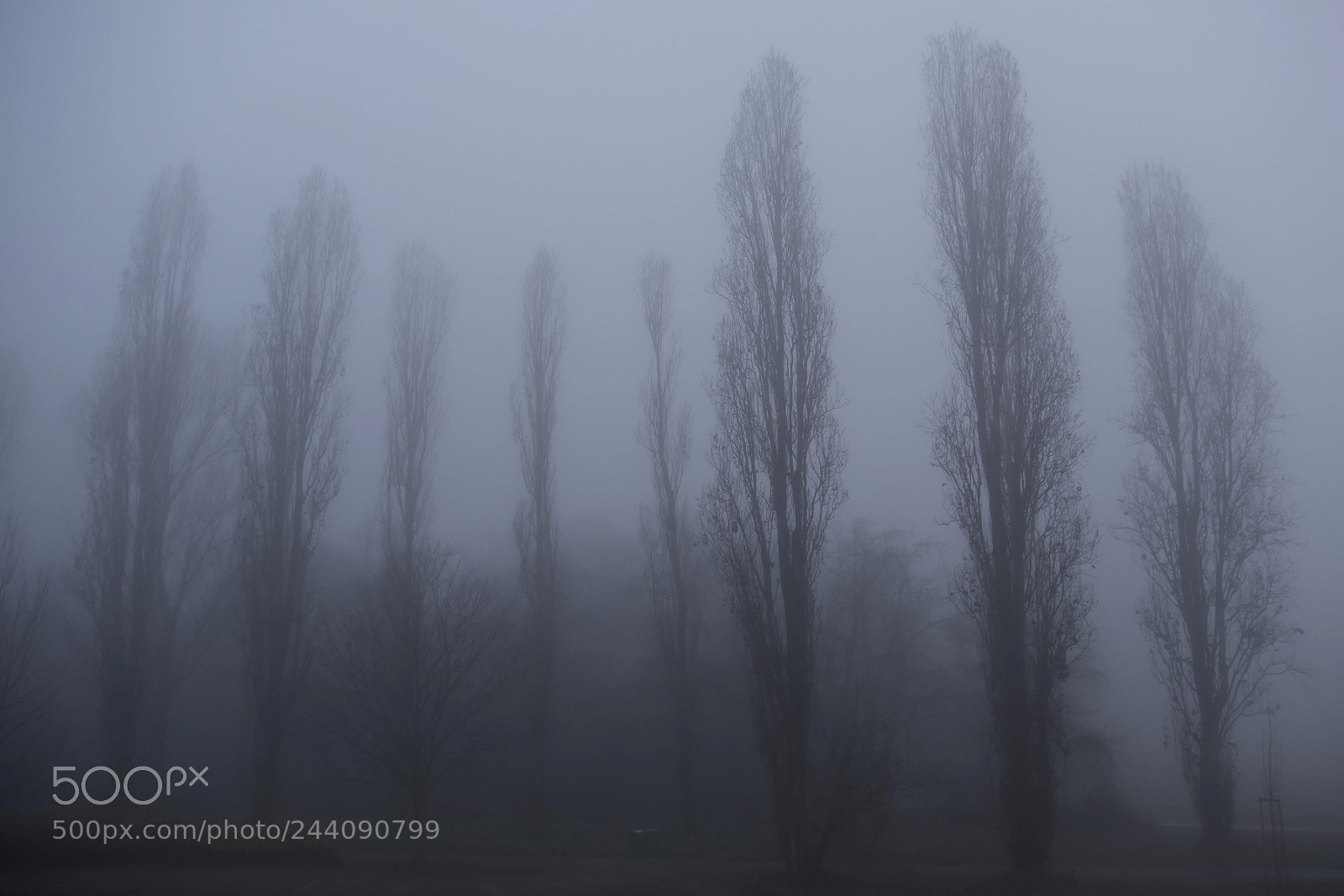 Fujifilm X-T2 sample photo. Fog photography
