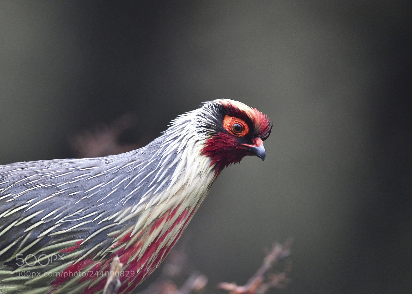 Nikon D5 sample photo. Blood pheasant photography