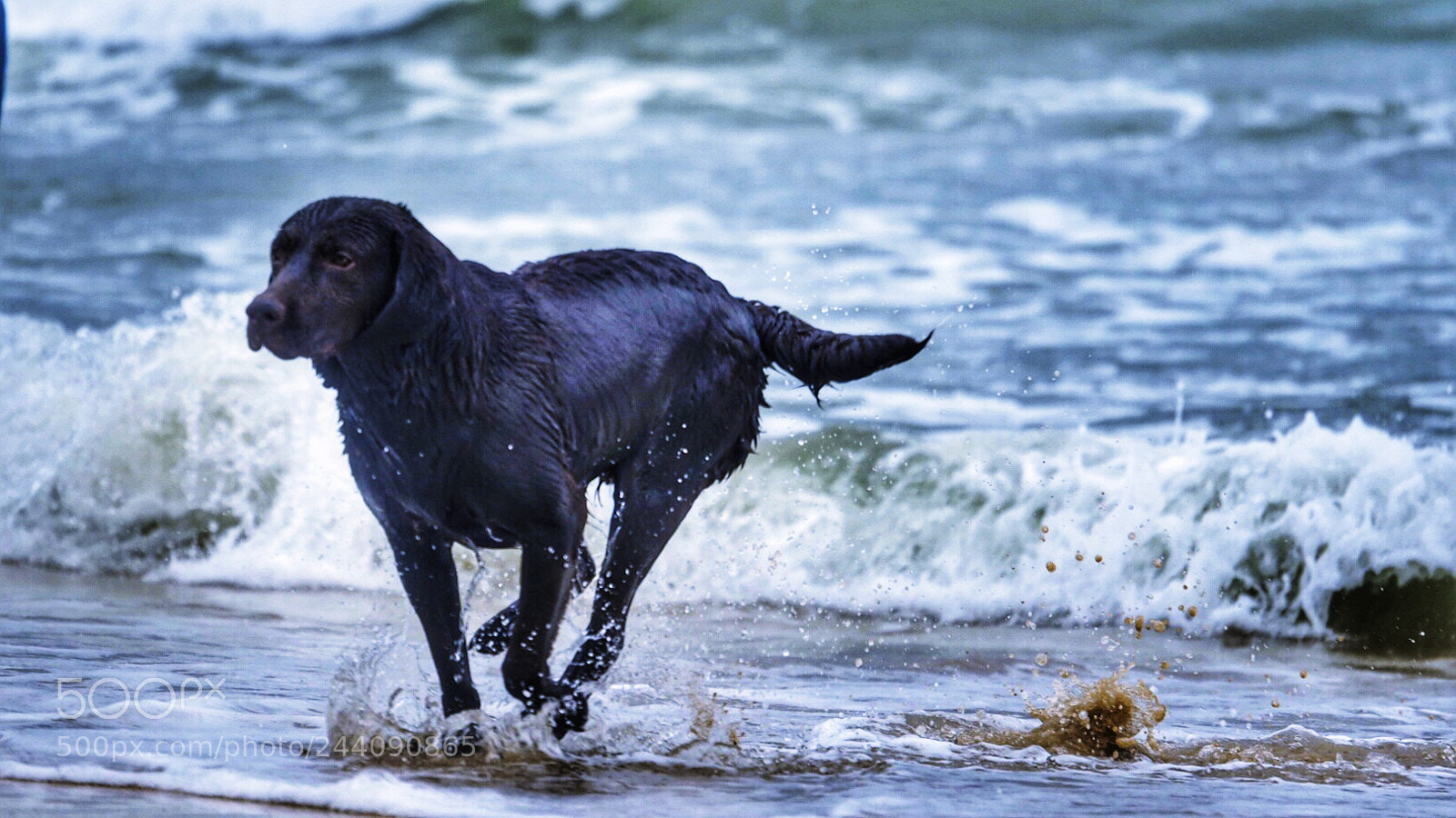 Olympus PEN E-PL7 sample photo. Ocean dog photography