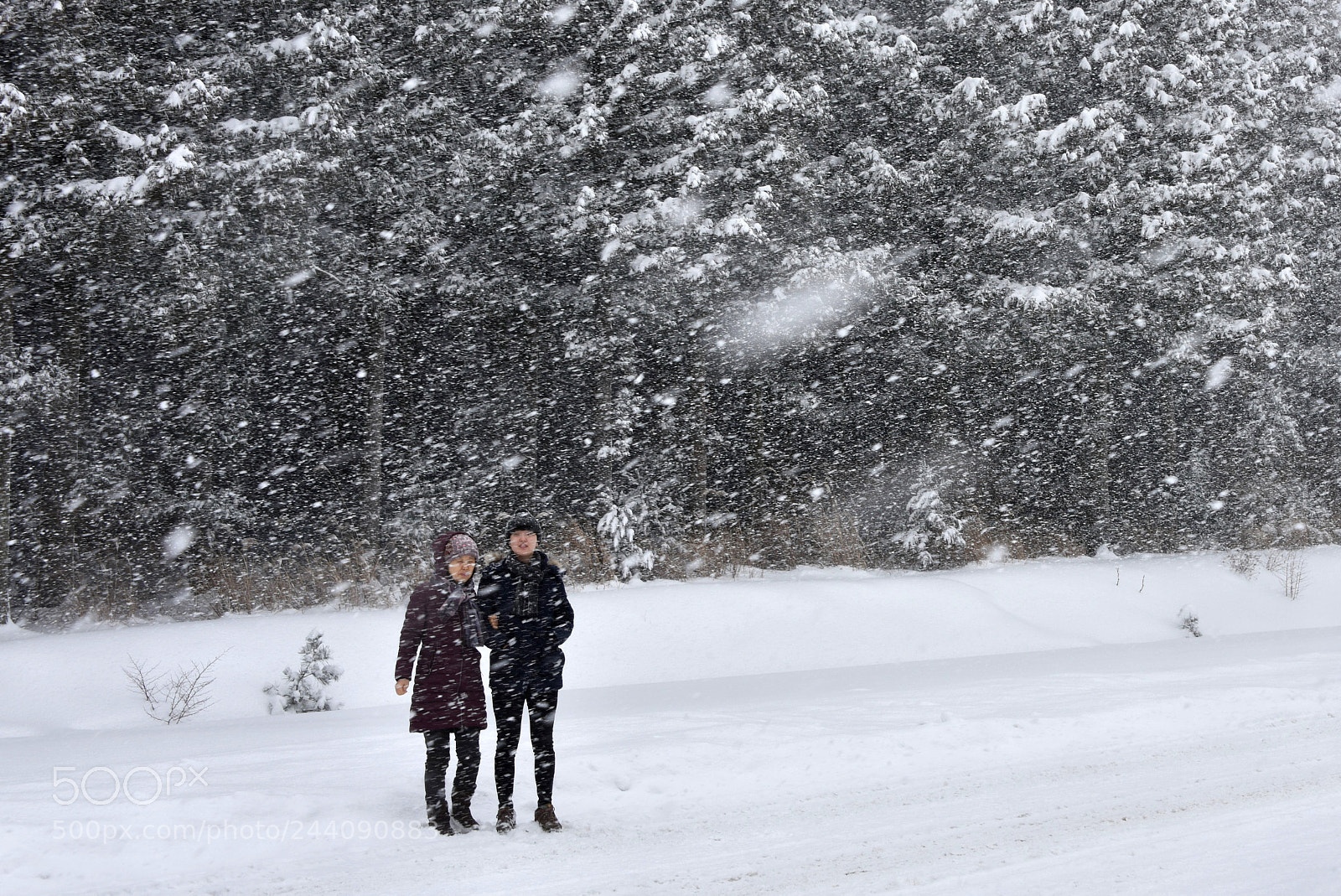 Nikon D810 sample photo. Snowing over mother and photography