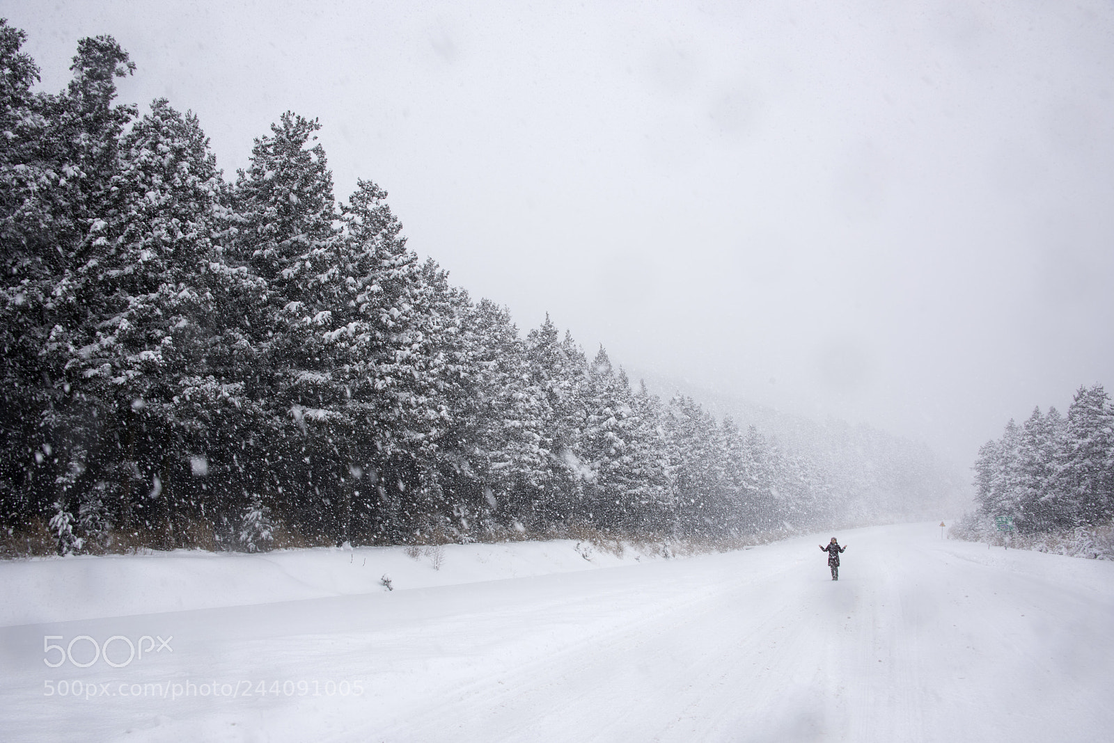 Nikon D810 sample photo. Snowing photography