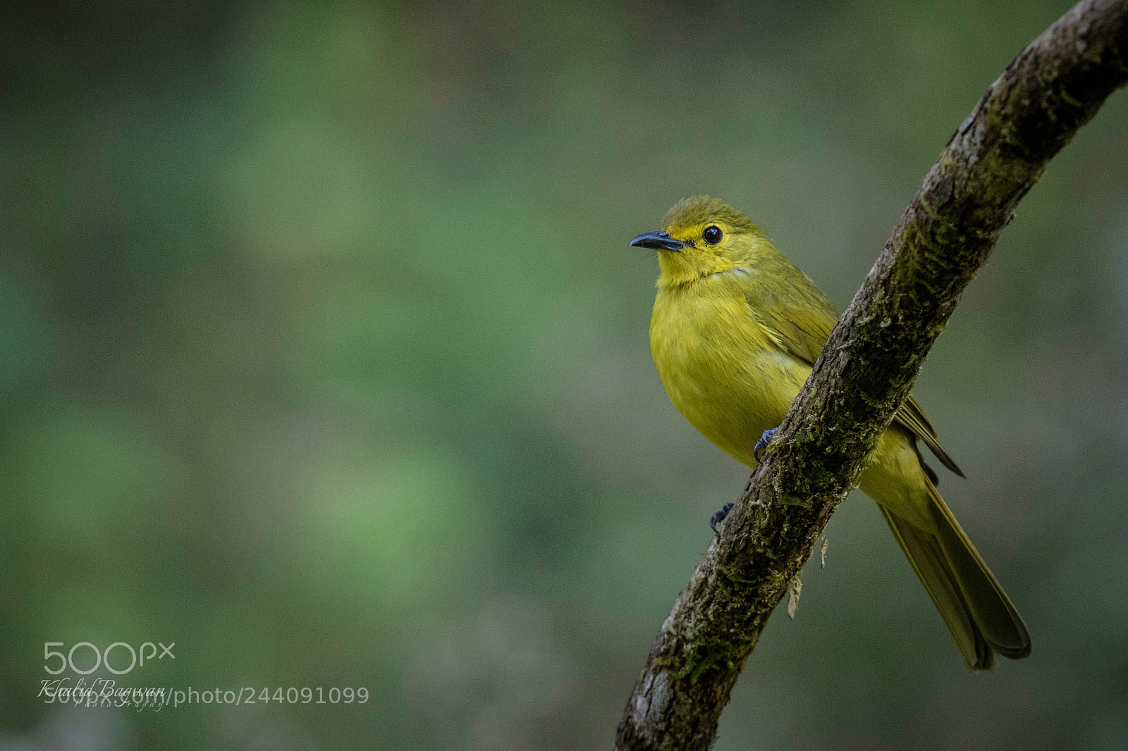 Canon EOS 7D Mark II sample photo. Yellow browed bulbul photography