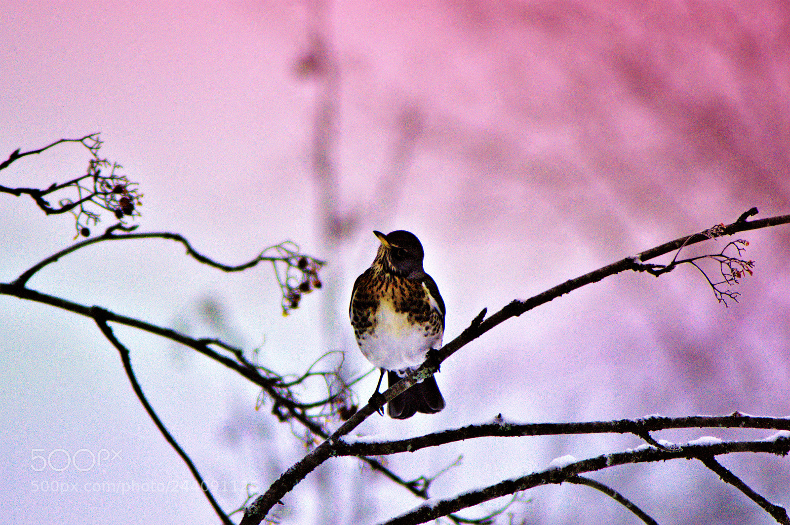 Nikon D3200 sample photo. January photography