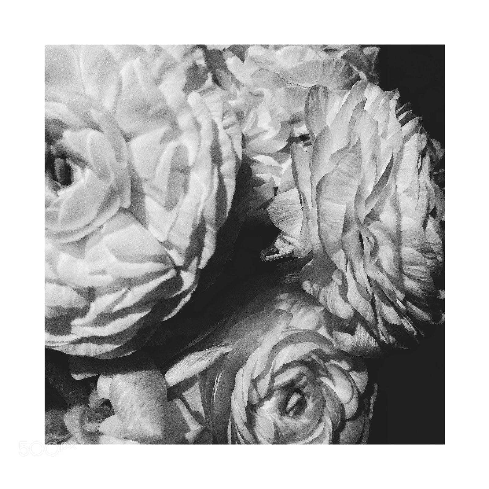 Apple iPhone X sample photo. “flowers” photography