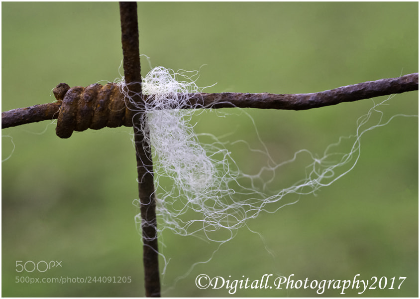 Nikon D3S sample photo. Wire wool photography