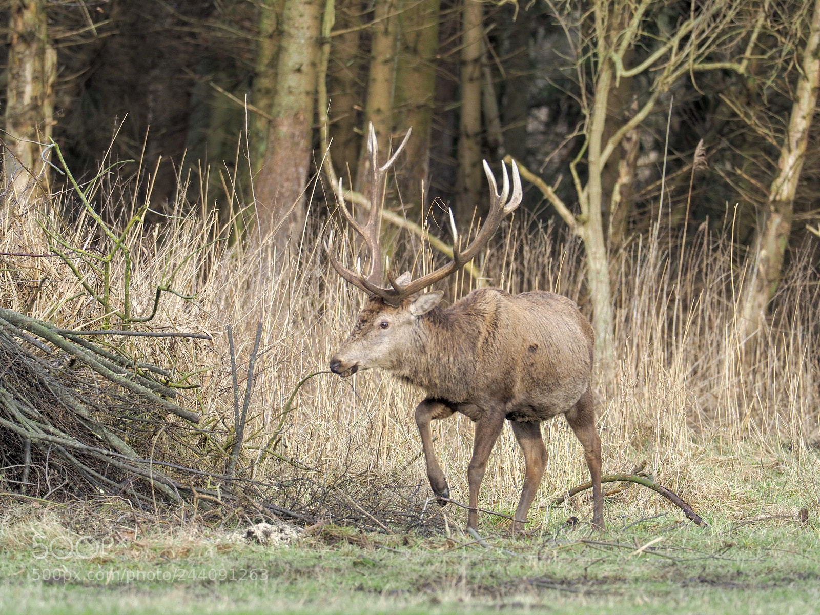 Olympus OM-D E-M1 Mark II sample photo. Red deer photography