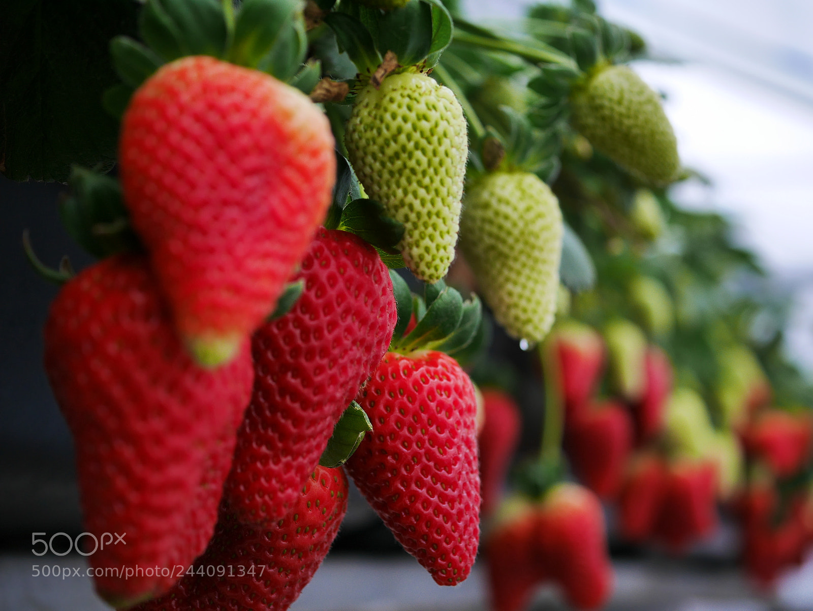Panasonic Lumix DMC-GF7 sample photo. Strawberry field photography