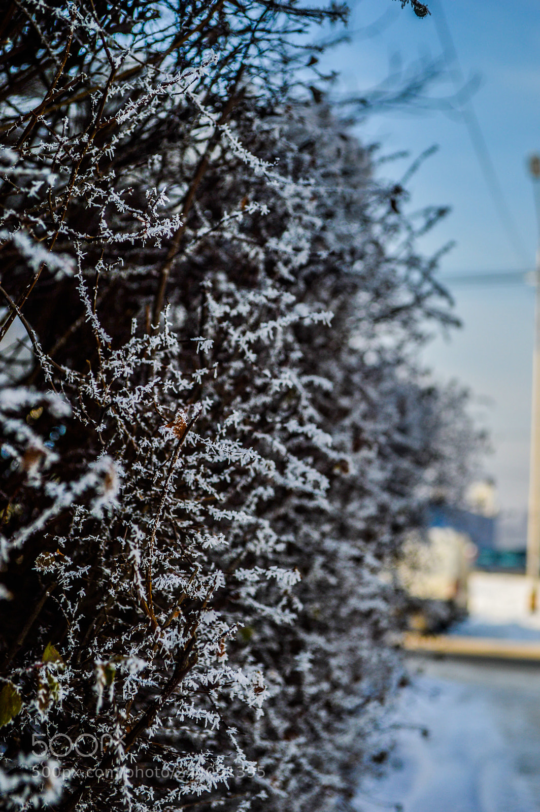 Nikon D3200 sample photo. Frozen to death photography