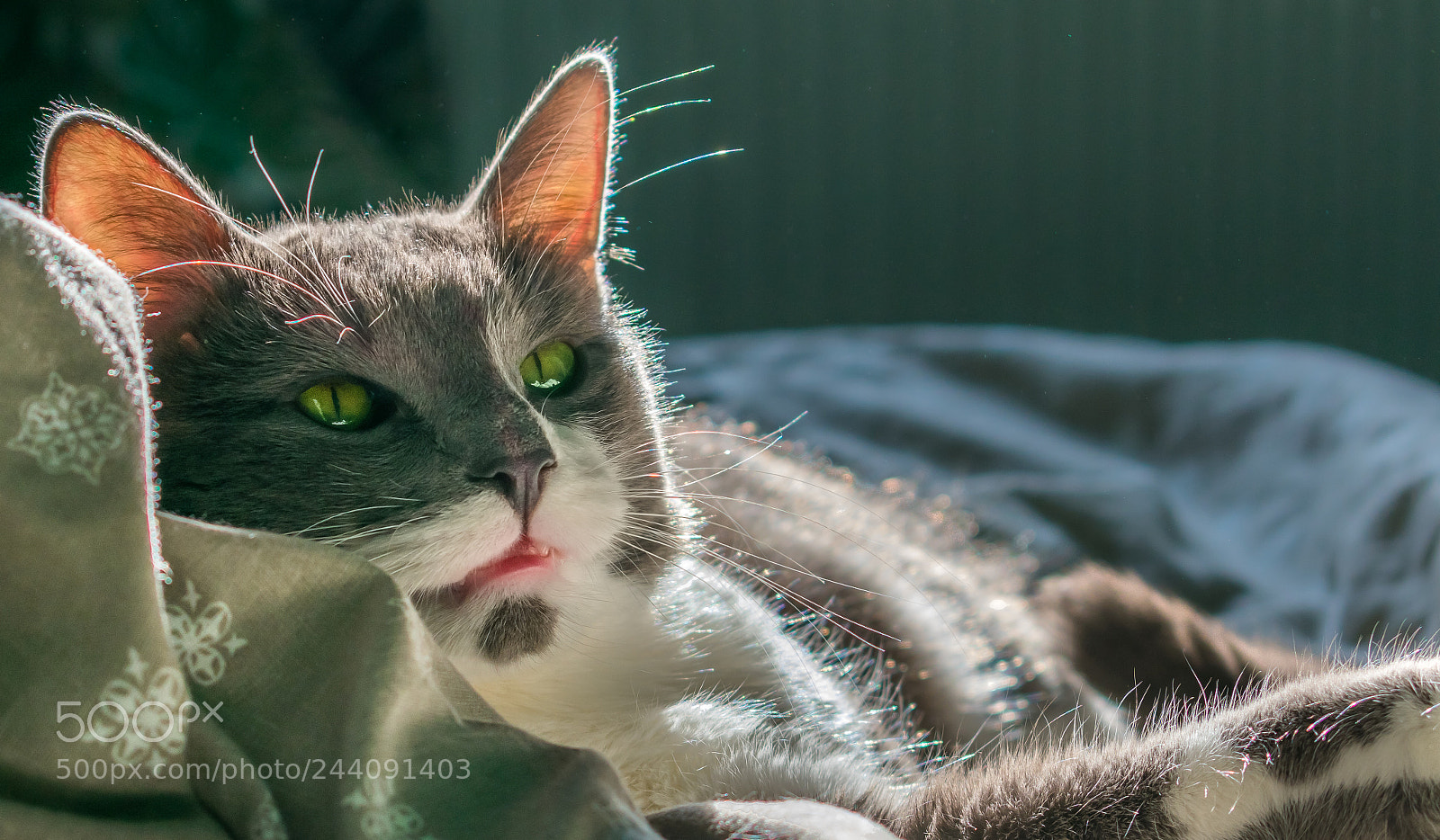 Nikon D3400 sample photo. Lazy mood photography