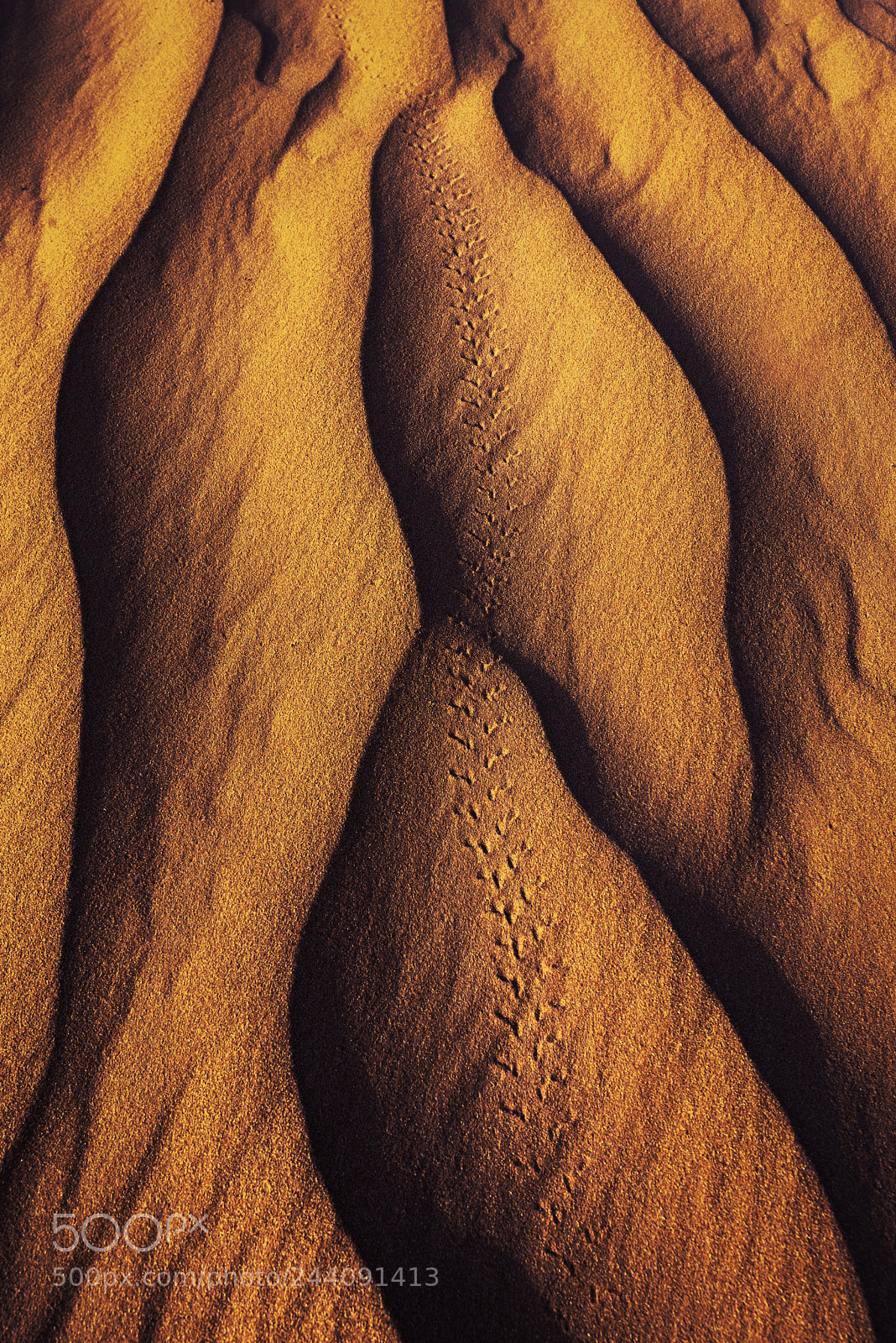 Nikon D610 sample photo. Najd sahara photography