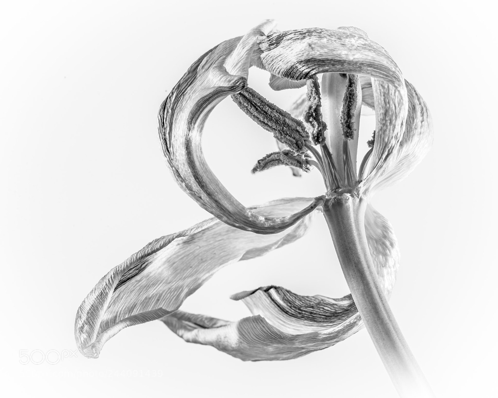 Nikon D600 sample photo. Dried tulip flower photography