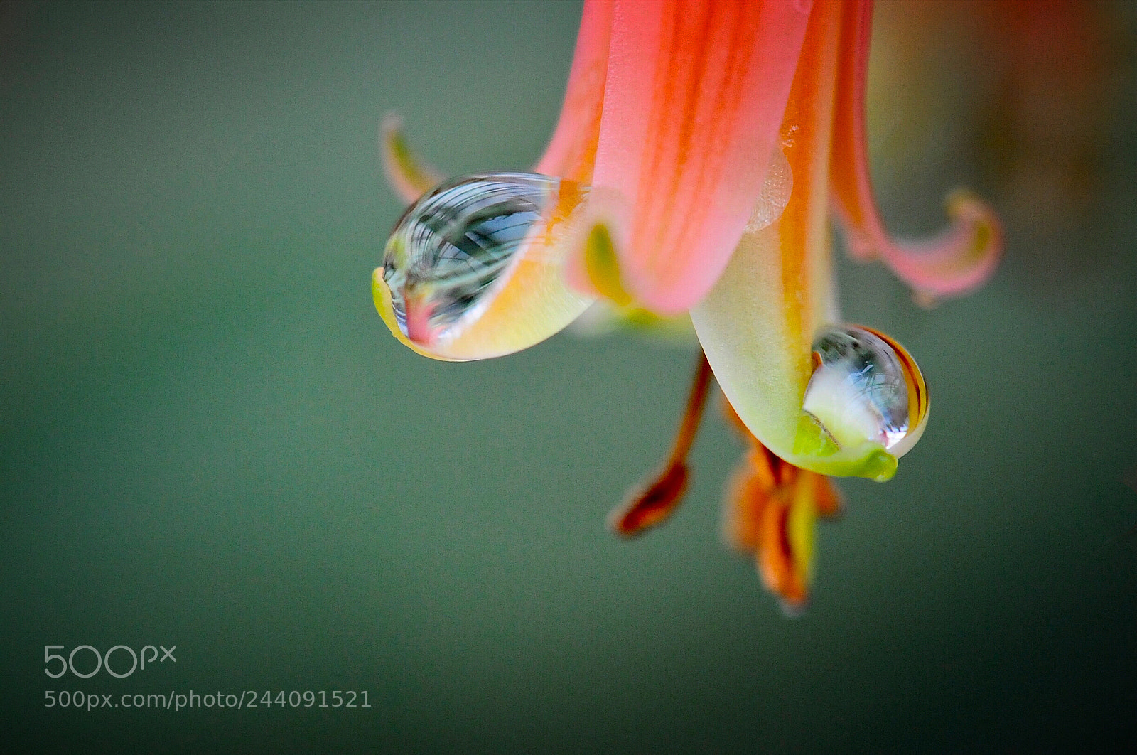 Nikon D700 sample photo. Flower photography