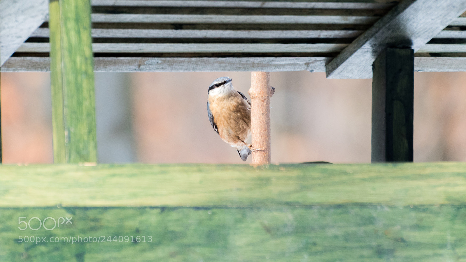 Nikon D5500 sample photo. Grey wagtail photography