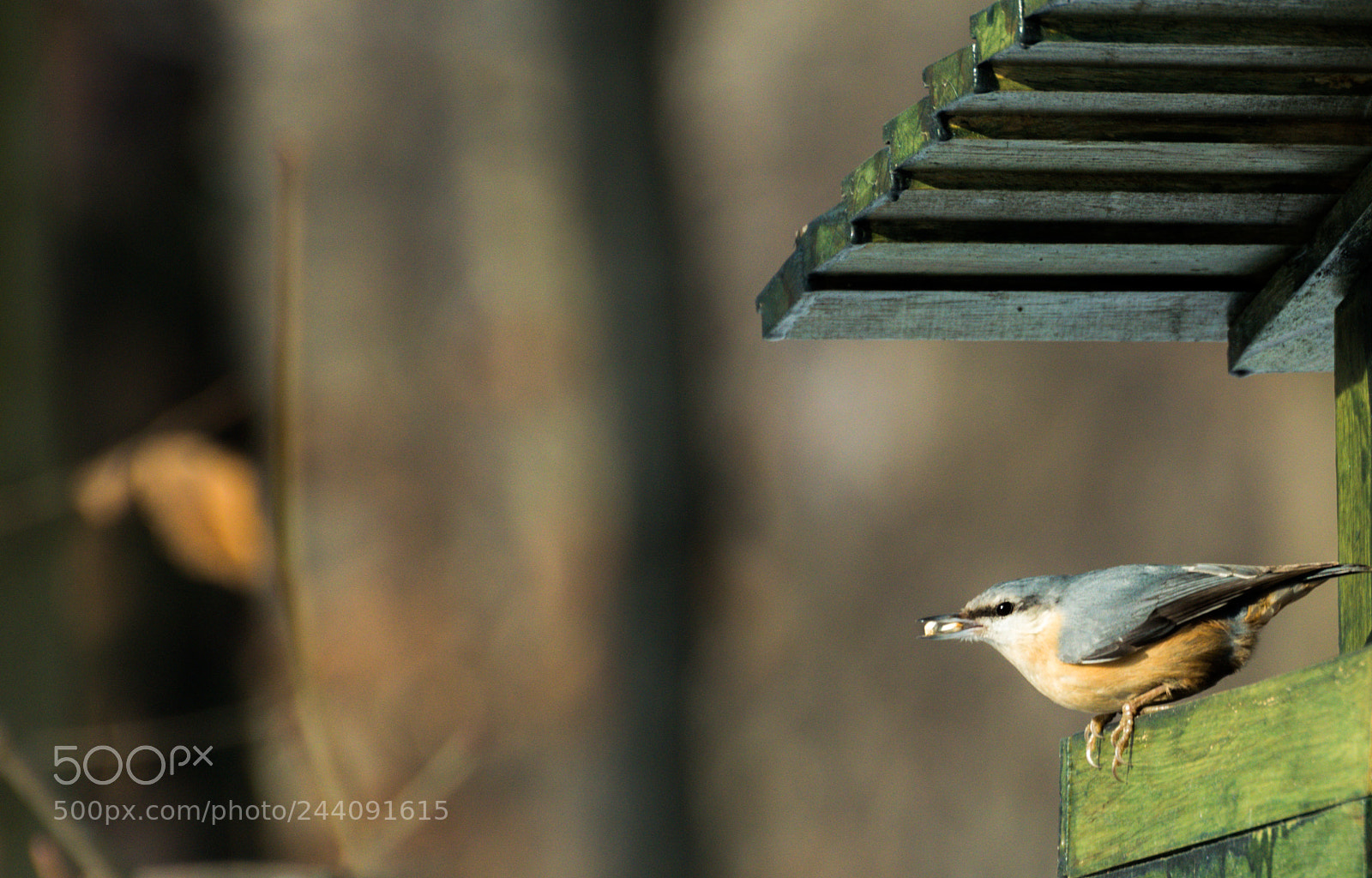 Nikon D5500 sample photo. Grey wagtail photography