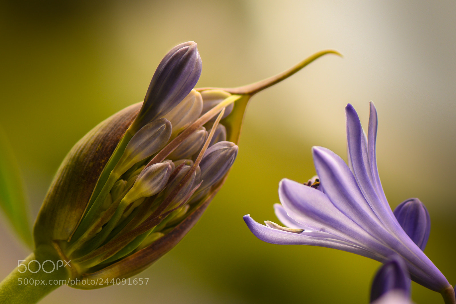 Nikon D810 sample photo. Observada photography