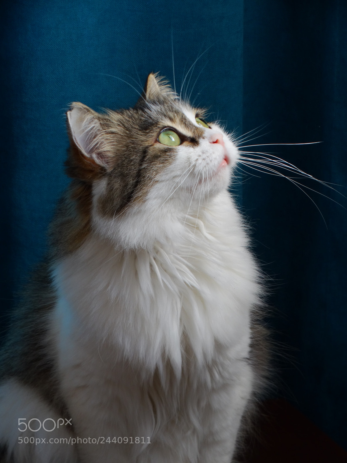 Sony Cyber-shot DSC-HX300 sample photo. Cat photography