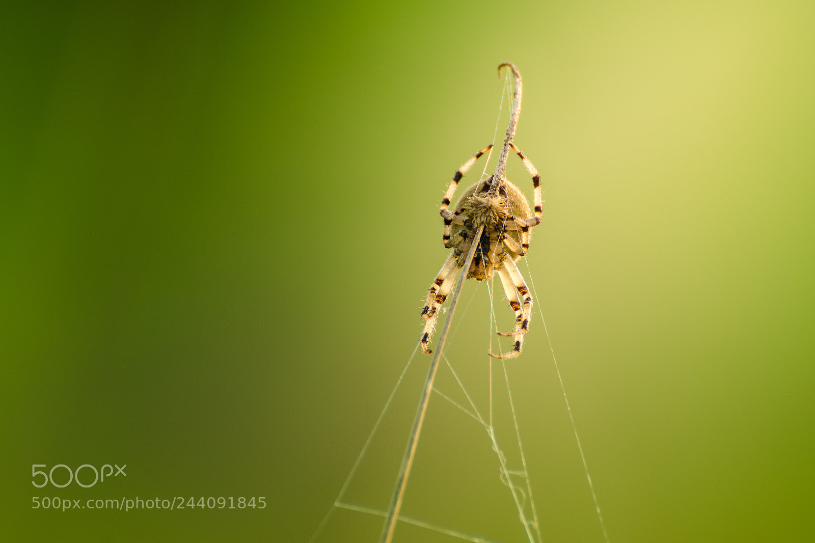 Nikon D5100 sample photo. Wasp spider photography