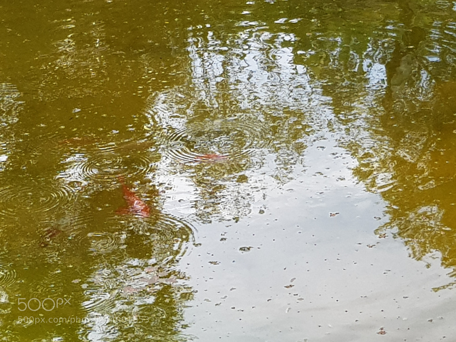 Samsung Galaxy S8+ sample photo. Swim swim photography