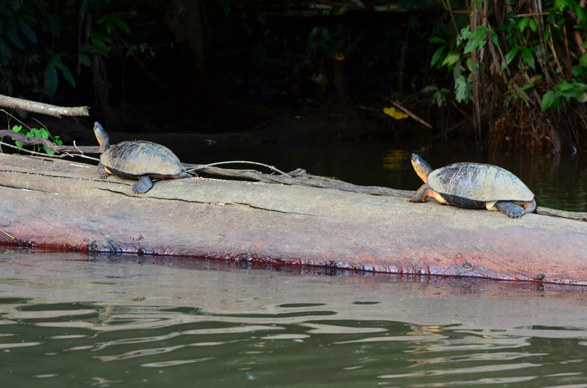 Nikon D5100 sample photo. 2 turtles on the branch photography