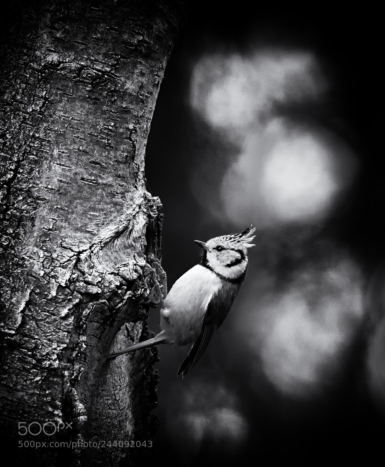Nikon D500 sample photo. Crested tit in the photography