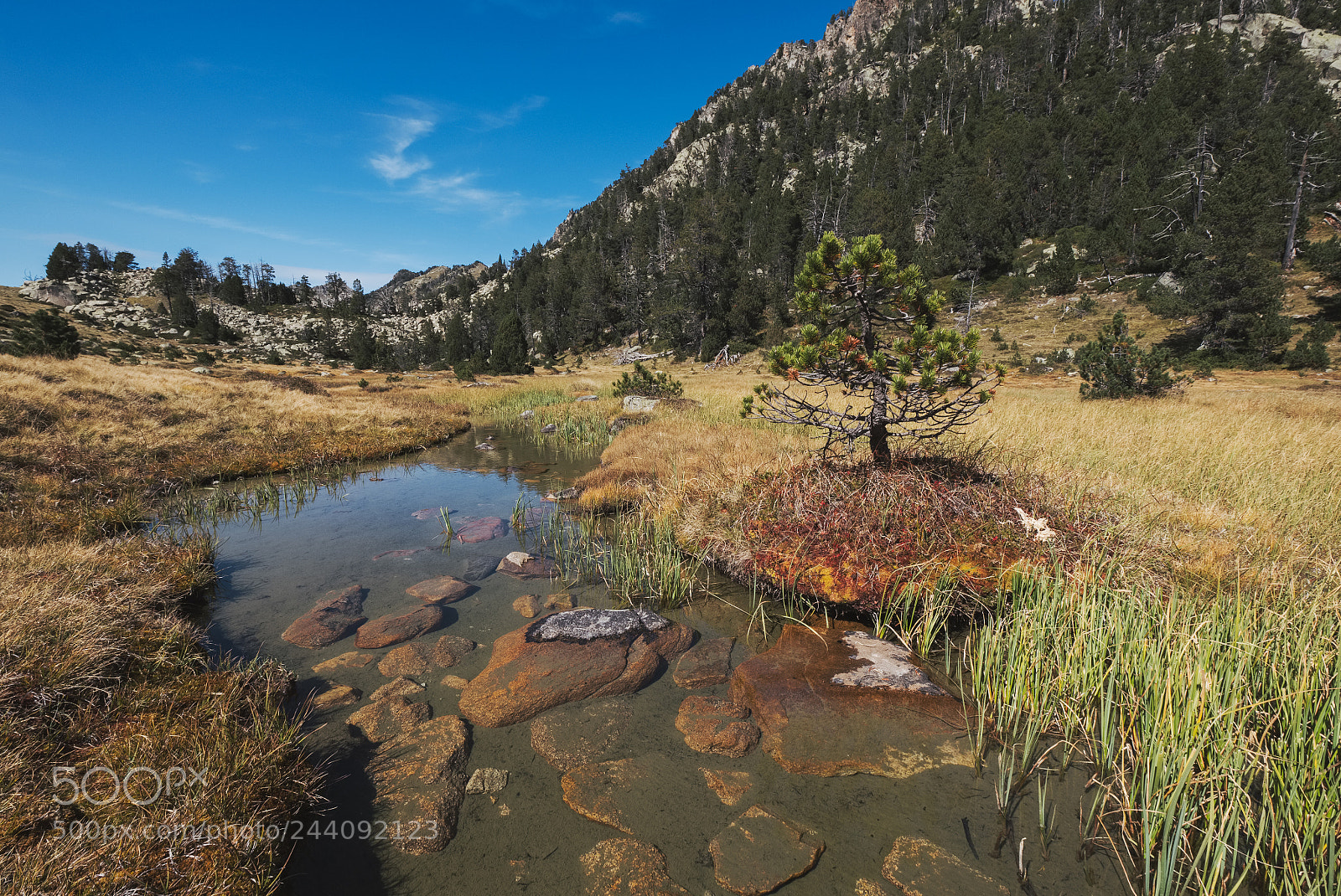 Fujifilm X-T2 sample photo. Small pine and pond photography