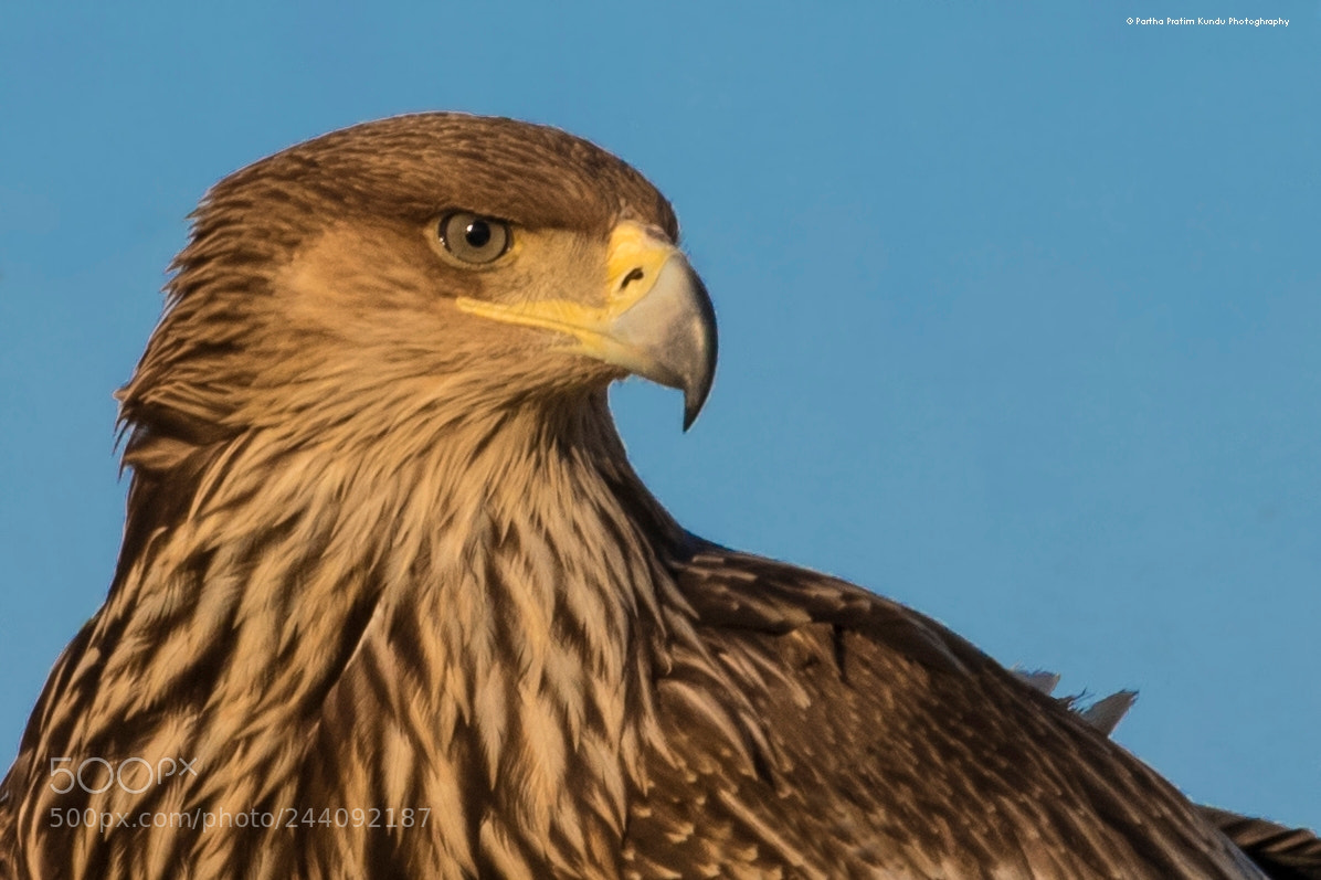 Canon EOS 7D Mark II sample photo. Eagle eye photography