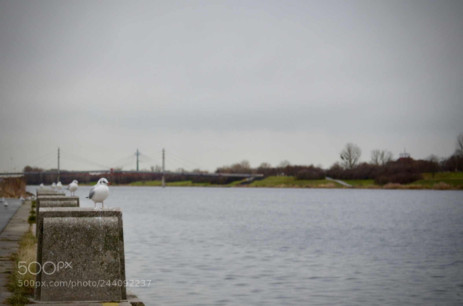 Nikon D5100 sample photo. Danube at vienna! photography