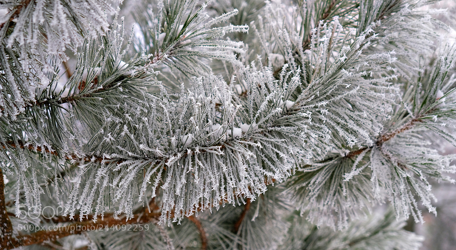 Fujifilm X-T20 sample photo. Winter pattern on a photography