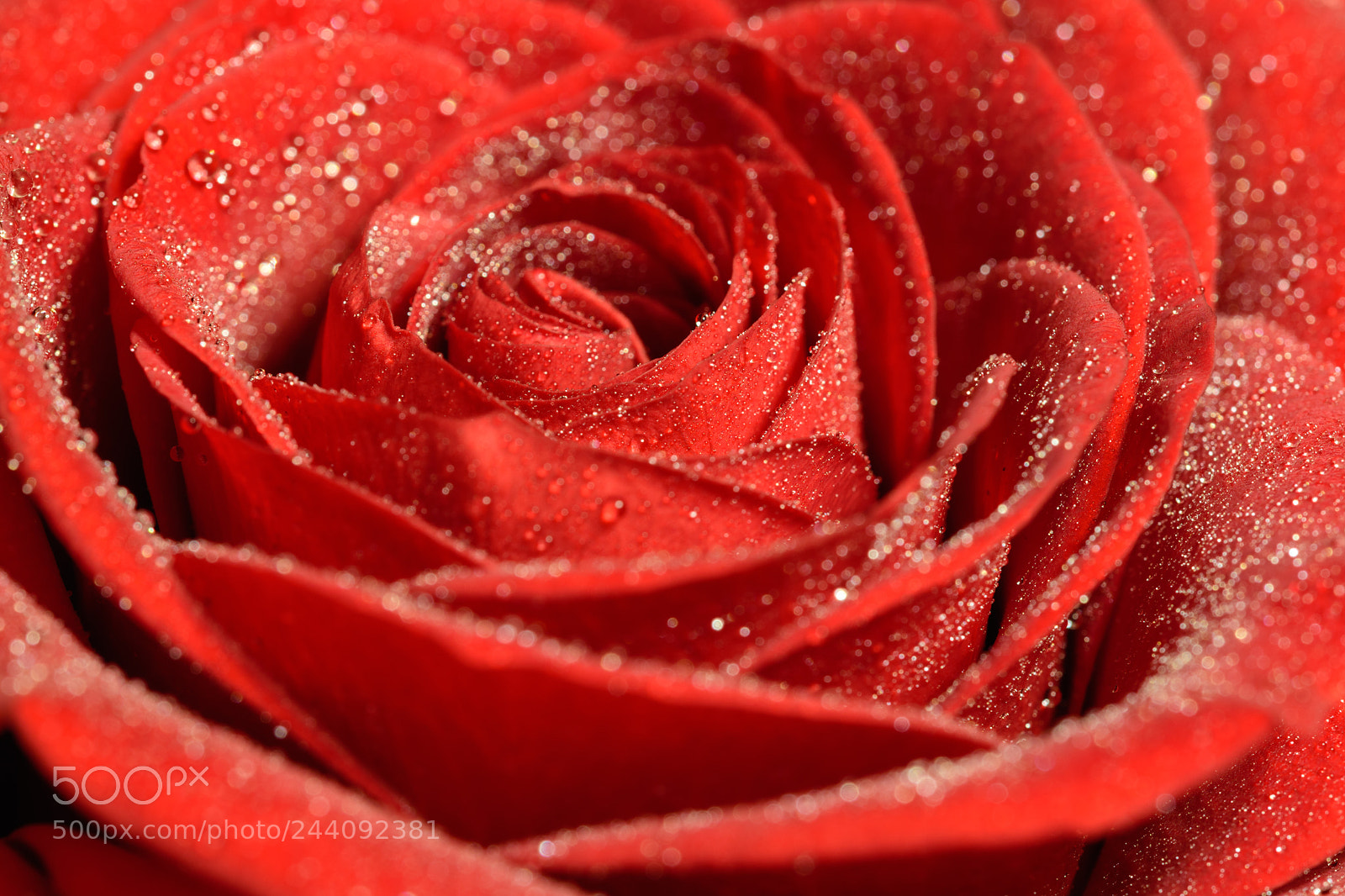 Nikon D5500 sample photo. Drops of water on photography